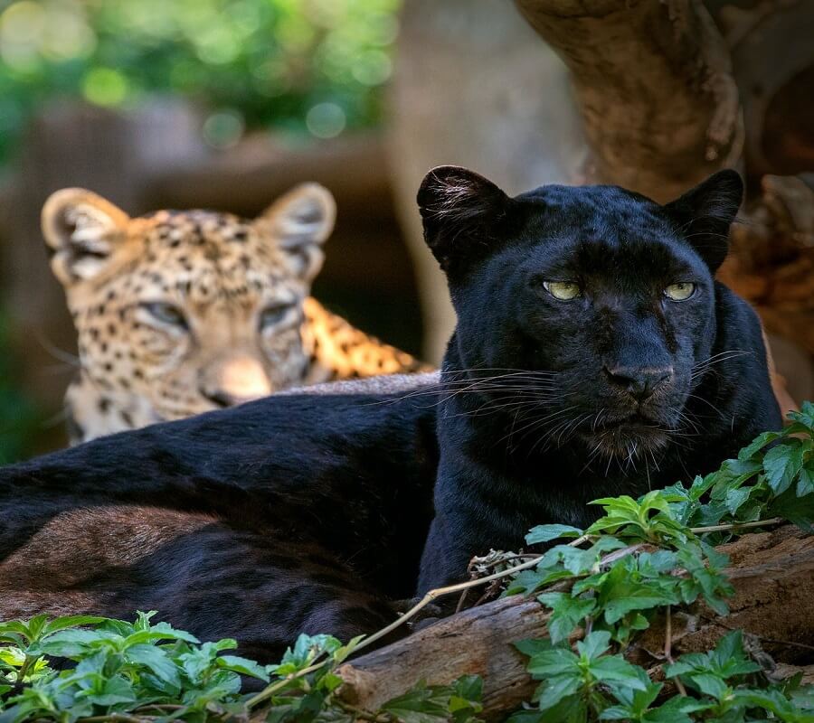 Jungle SafariWala